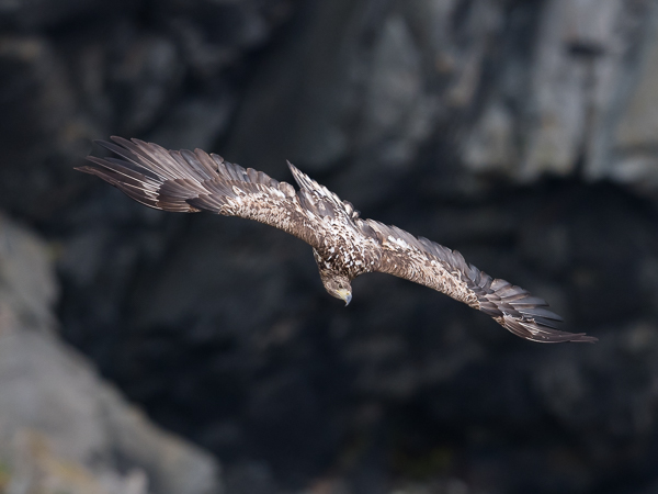 Merikotka, White-tailed Eagle, Haliaeetus albicilla