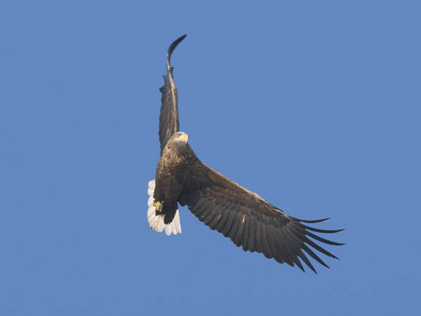 Merikotka, White-tailed Eagle, Haliaeetus albicilla
