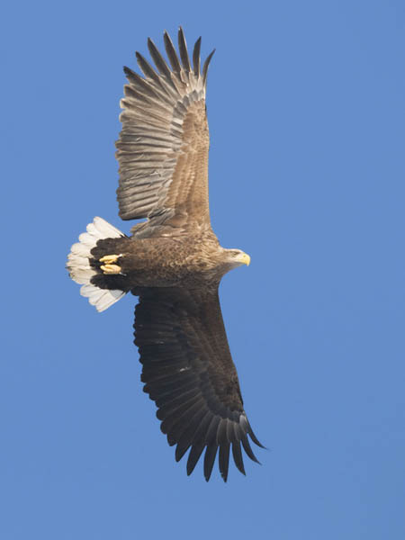 Merikotka, White-tailed Eagle, Haliaeetus albicilla