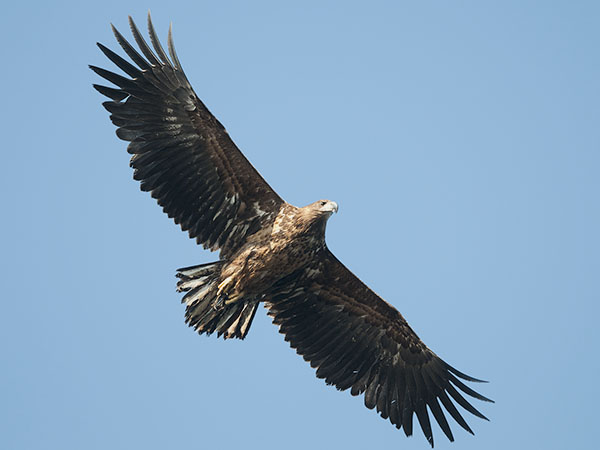Merikotka, White-tailed Eagle, Haliaeetus albicilla