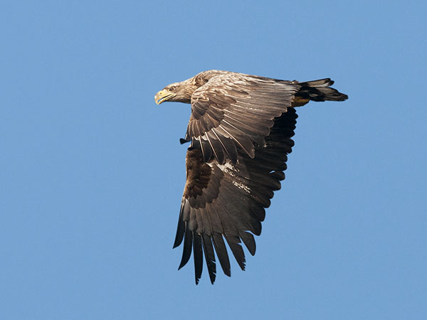 Merikotka, White-tailed Eagle, Haliaeetus albicilla