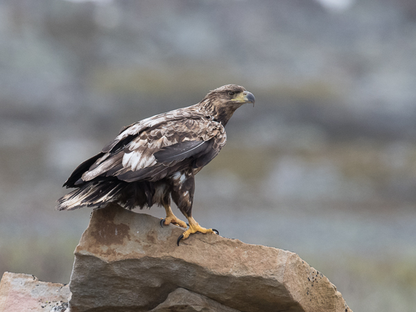 Merikotka, White-tailed Eagle, Haliaeetus albicilla