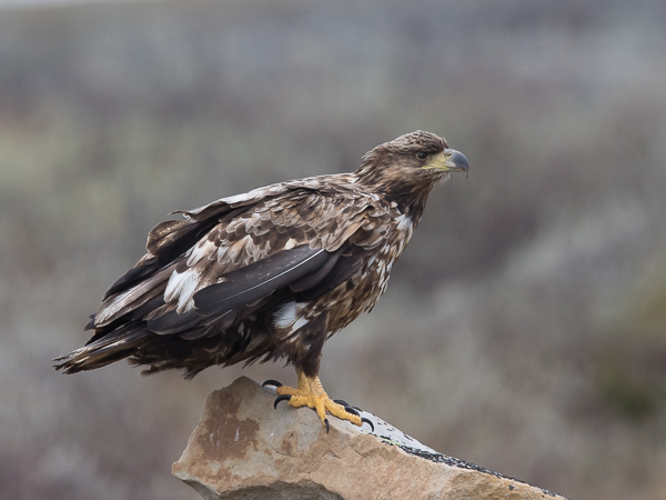 Merikotka, White-tailed Eagle, Haliaeetus albicilla