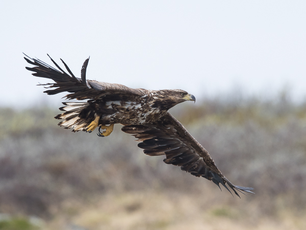 Merikotka, White-tailed Eagle, Haliaeetus albicilla