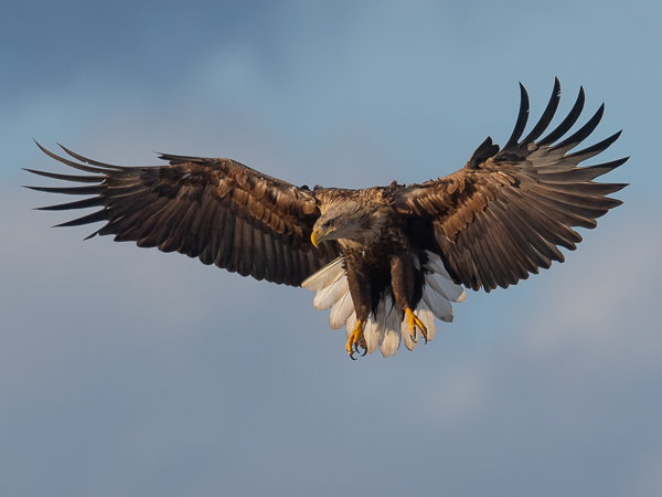 Merikotka, White-tailed Eagle, Haliaeetus albicilla