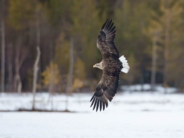 Merikotka, White-tailed Eagle, Haliaeetus albicilla