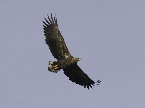 Merikotka, White-tailed Eagle, Haliaeetus albicilla