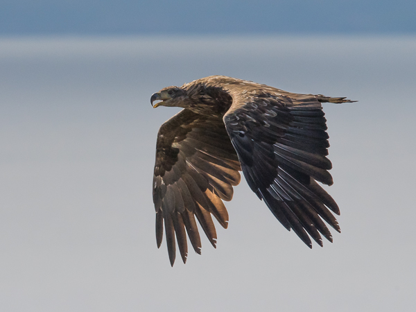 Merikotka, White-tailed Eagle, Haliaeetus albicilla