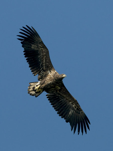 Merikotka, White-tailed Eagle, Haliaeetus albicilla