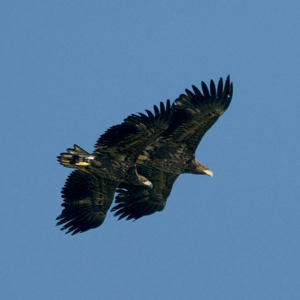 Merikotka, White-tailed Eagle, Haliaeetus albicilla