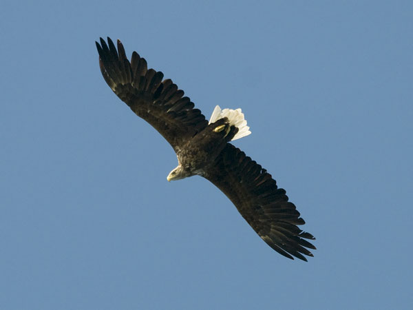 Merikotka, White-tailed Eagle, Haliaeetus albicilla