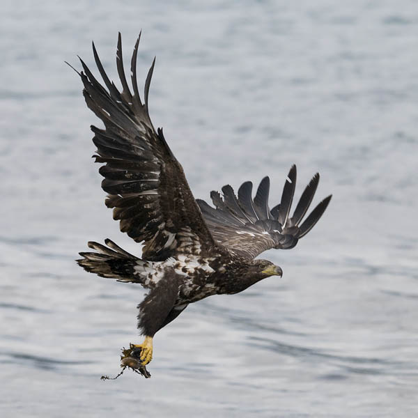 Merikotka, White-tailed Eagle, Haliaeetus albicilla