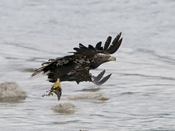 Merikotka, White-tailed Eagle, Haliaeetus albicilla