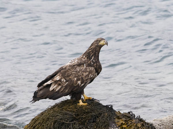 Merikotka, White-tailed Eagle, Haliaeetus albicilla
