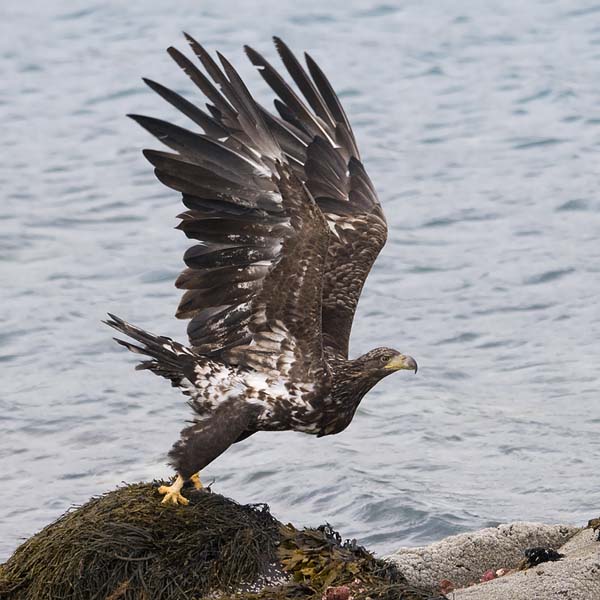 Merikotka, White-tailed Eagle, Haliaeetus albicilla