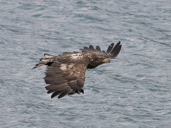 Merikotka, White-tailed Eagle, Haliaeetus albicilla