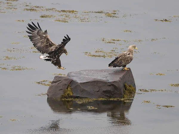 Merikotka, White-tailed Eagle, Haliaeetus albicilla