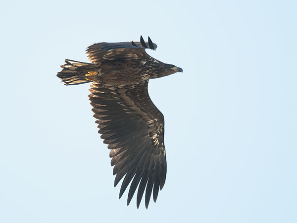 Merikotka, White-tailed Eagle, Haliaeetus albicilla