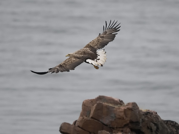Merikotka, White-tailed Eagle, Haliaeetus albicilla