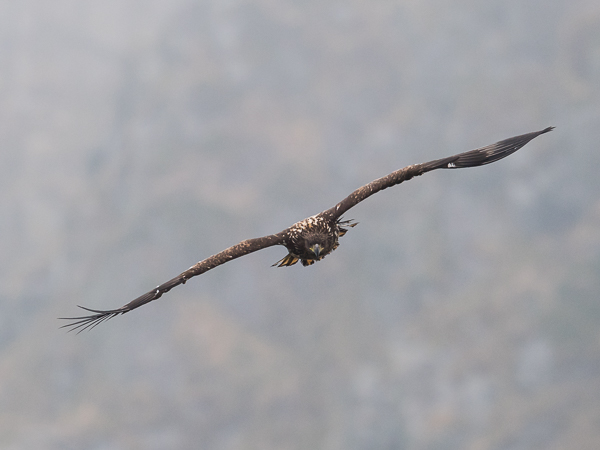 Merikotka, White-tailed Eagle, Haliaeetus albicilla