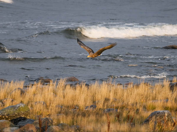 Merikotka, White-tailed Eagle, Haliaeetus albicilla