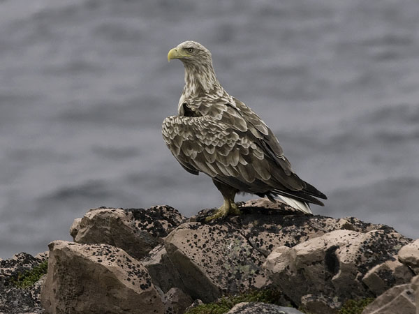 Merikotka, White-tailed Eagle, Haliaeetus albicilla
