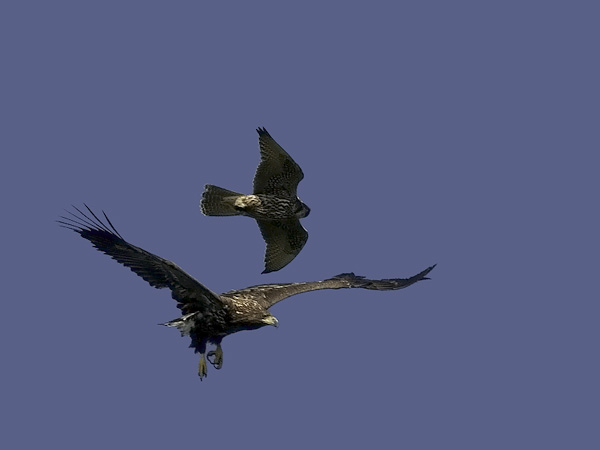 Merikotka, White-tailed Eagle, Haliaeetus albicilla