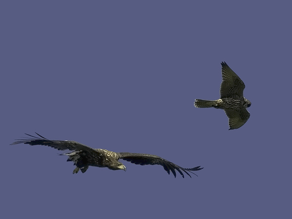 Merikotka, White-tailed Eagle, Haliaeetus albicilla