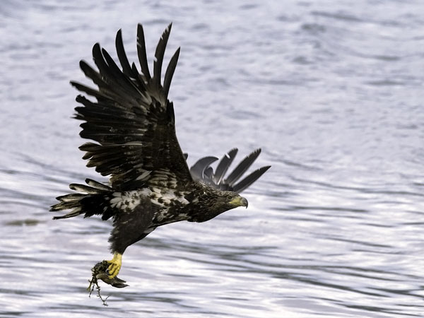 Merikotka, White-tailed Eagle, Haliaeetus albicilla