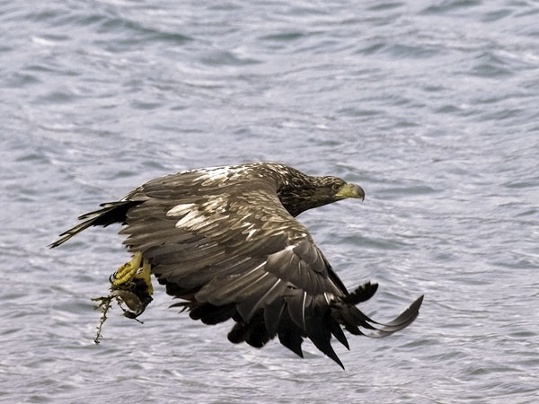 Merikotka, White-tailed Eagle, Haliaeetus albicilla