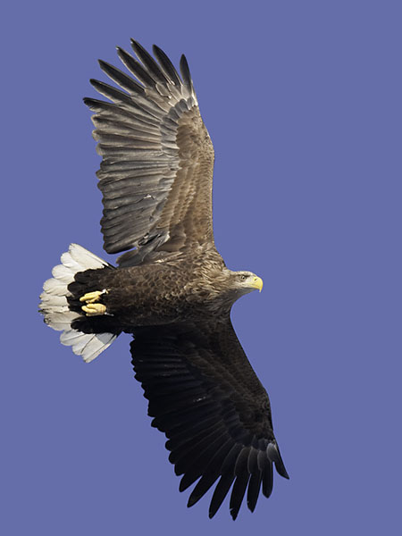 Merikotka, White-tailed Eagle, Haliaeetus albicilla