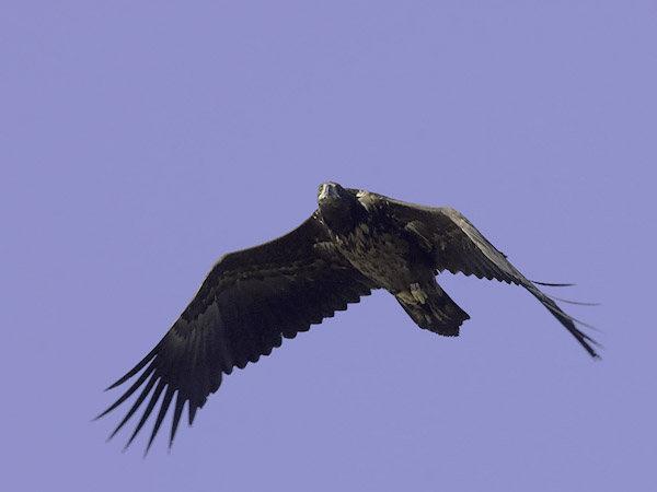 Merikotka, White-tailed Eagle, Haliaeetus albicilla