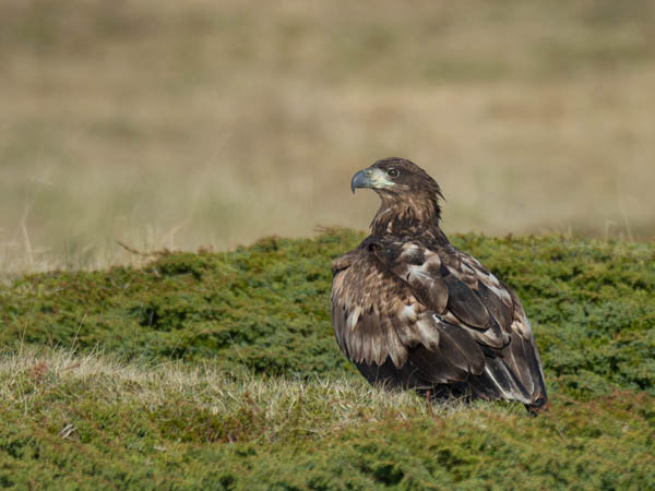 Merikotka, White-tailed Eagle, Haliaeetus albicilla