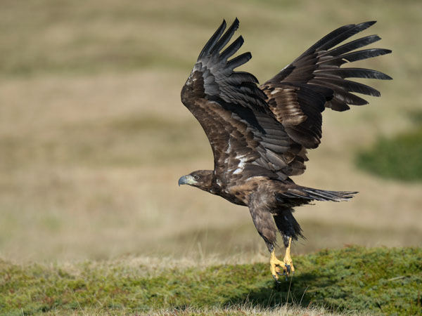 Merikotka, White-tailed Eagle, Haliaeetus albicilla