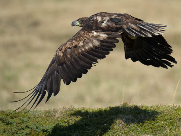 Merikotka, White-tailed Eagle, Haliaeetus albicilla