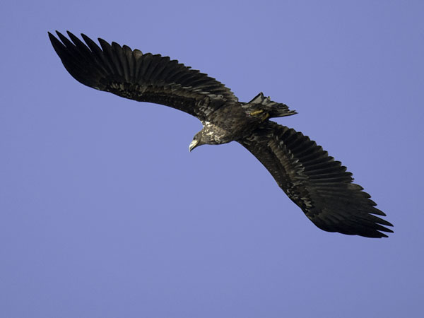 Merikotka, White-tailed Eagle, Haliaeetus albicilla