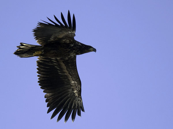 Merikotka, White-tailed Eagle, Haliaeetus albicilla