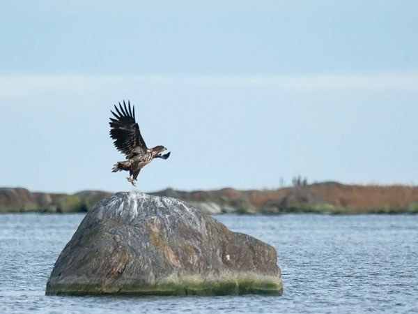 Merikotka, White-tailed Eagle, Haliaeetus albicilla