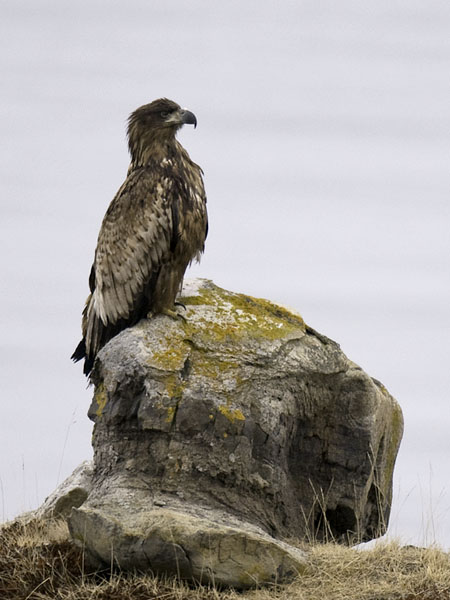 Merikotka, White-tailed Eagle, Haliaeetus albicilla