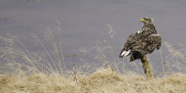 Merikotka, White-tailed Eagle, Haliaeetus albicilla