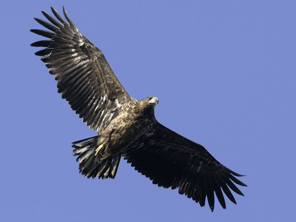 Merikotka, White-tailed Eagle, Haliaeetus albicilla