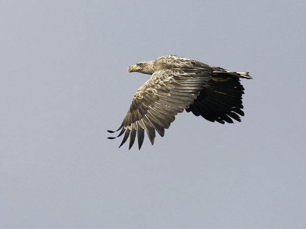 Merikotka, White-tailed Eagle, Haliaeetus albicilla