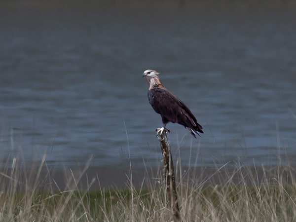 Aromerikotka, Pallas's Fish Eagle, Haliaeetus leucoryphus