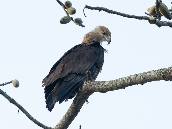 Aromerikotka, Pallas's Fish Eagle, Haliaeetus leucoryphus