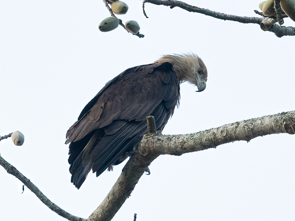 Aromerikotka, Pallas's Fish Eagle, Haliaeetus leucoryphus