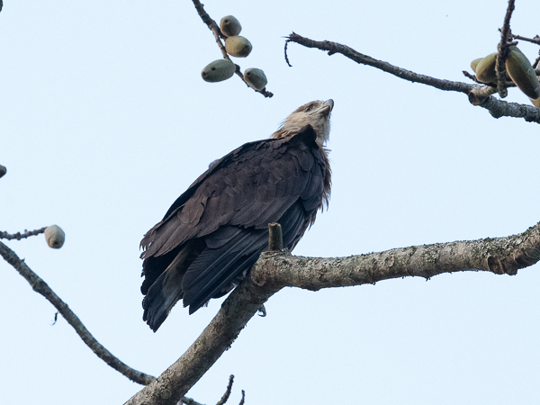 Aromerikotka, Pallas's Fish Eagle, Haliaeetus leucoryphus