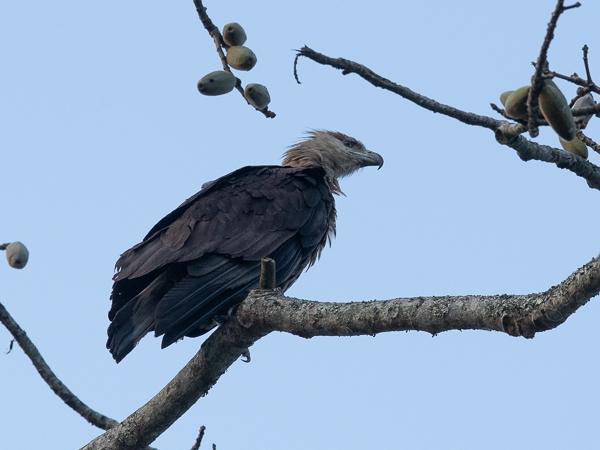 Aromerikotka, Pallas's Fish Eagle, Haliaeetus leucoryphus