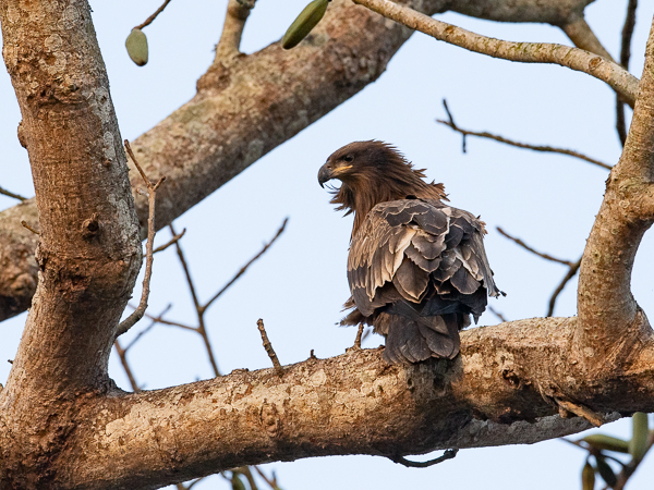 Aromerikotka, Pallas's Fish Eagle, Haliaeetus leucoryphus