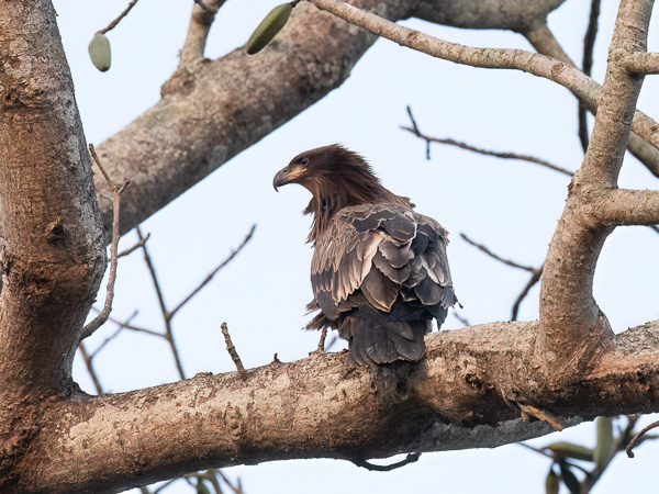 Aromerikotka, Pallas's Fish Eagle, Haliaeetus leucoryphus