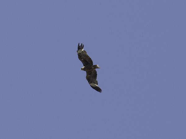 Haarahaukka, Black Kite, Milvus migrans